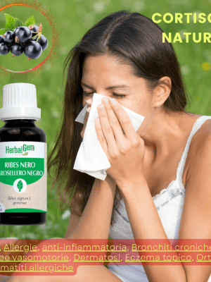 RIBES NIGRUM