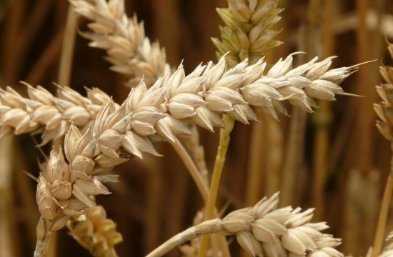 cereali grano glutine cereali grano glutine