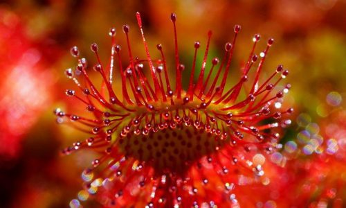 fiore fiore